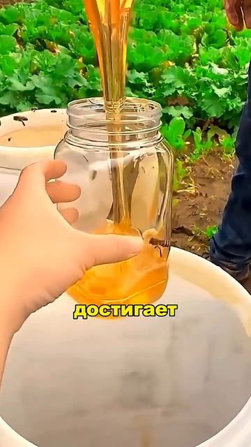 Самый дорогой мед в мире