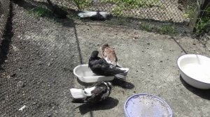 Как голубь соловья выгнал. Репортаж орнитолога