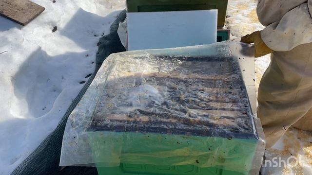 Пасека после облёта. Кострома. Начало сезона