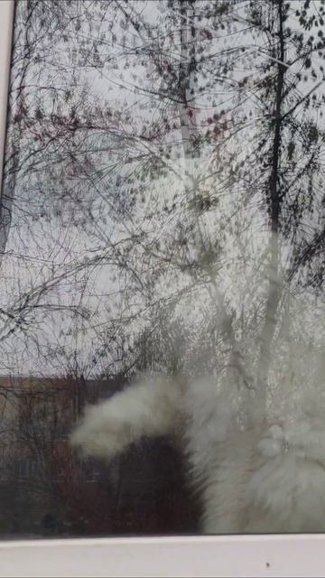 Страховые коты Бельского 512 серия) #YES #ПитерскиеБудни #СанктПетербург #жизньвпитере #врек #вреки