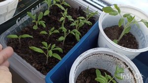 Дед на рыбалку ,а у меня домашние дела. Наст в марте.