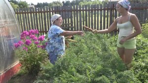 6 соток 4 августа 2021. Хроника.