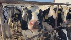 Любопытные коровы. Экскурсия по молочной ферме