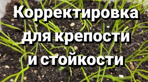 Рассада лука. Что делать в марте?