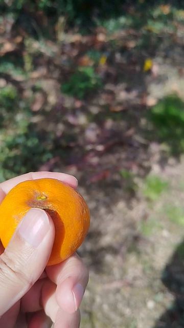 Мандаринчик на деревьях уже в марте портится