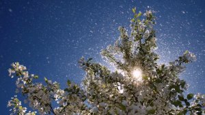 ЛЕПЕСТКАМИ ТРОПИНКА УСЕЯНА