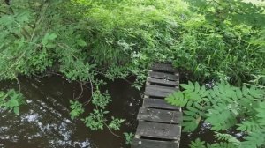 СБОР ЗЕМЛЯНИКИ