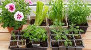 В мире нашей рассады.