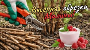Весенняя обрезка ремонтантной малины залог большого урожая сладких ягод