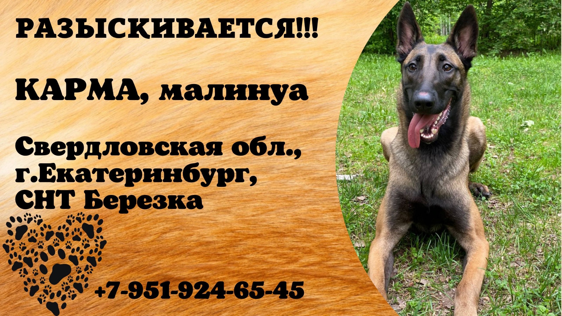 Пропала собака! КАРМА, малинуа. Свердловская обл., г.Екатеринбург.