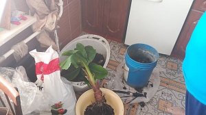 Замена грунта у банана Кавендиш и отсадка детки