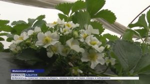 Информационный выпуск Майкопского телевидения 19.03.26