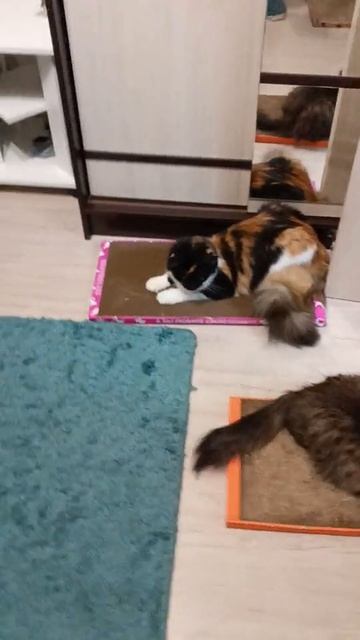 Главное, что когтеточка кошкам нравится❤️
