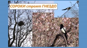 Пара сорок ремонтирует своё гнездо-шар. Севастополь, 15.03.2026