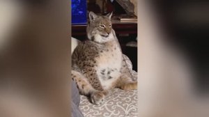 Угарные котики😸 - смейся до слёз!🐈⬛