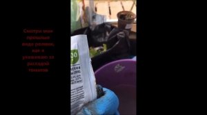 Как посадить помидоры, томаты в теплицу