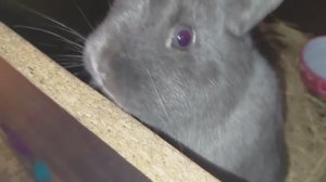 Венский голубой кролик