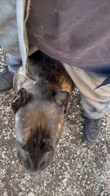 Моя девочка и её умственные способности