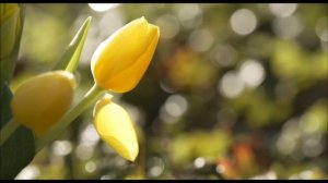 Вы останетесь в долгах, если произнесете это слово 19 марта.