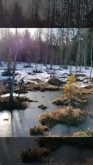 Клюква ждет любителей в Тосненском районе