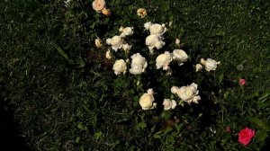 Английская роза Кейра - одна из последних новинок в коллекции Д.Остина. Срезочный сорт!