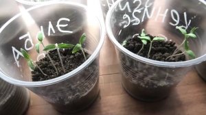 Рассада помидоров, первые работы.