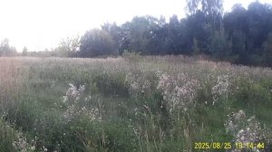 ЭТУ ЯБЛОНЮ Я ПРИВИЛ И НА НЕЙ ВИСЯТ ДВА ЯБЛОКА