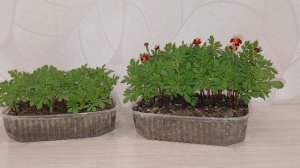 Наглядное сравнение рассады с досветкой и без за 1,5 месяца