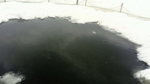 кормление годовичков форели зимой 2026.03.19