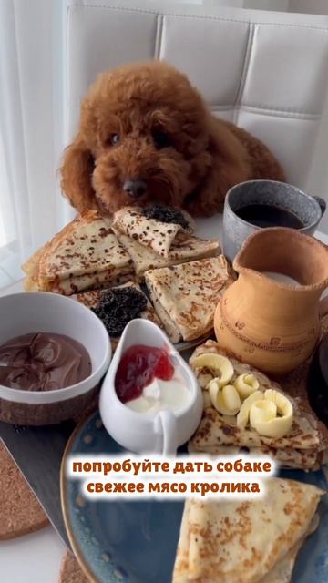 Вынужден быть гурманом 🐶🍽️