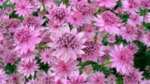 Посадил - и забыл: самый неприхотливый многолетник для сада, долго цветет