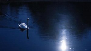 А белый лебедь на пруду качает павшую звезду