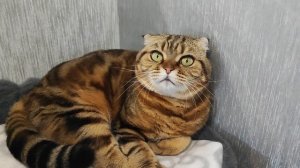 Ленивятся-колобочатся