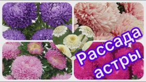 Рассада астры 18.03.26