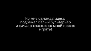ЖДЁМ СУРОВЫЙ ЗАКОН О НАМОРДНИКАХ  ДЛЯ  СОБАК