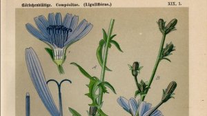 Про цикорий