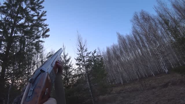 ВАЛЬДШНЕПА МНОГО!!! ЛЕТЯТ СО ВСЕХ СТОРОН! Весенняя охота на тяге!