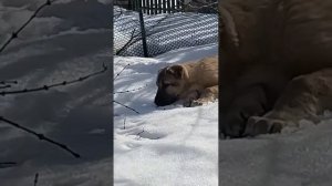 НАШ ВЫПУСКНИК GAMPR TITAN ➖ДАРХАН.ЖГУЧИЙ ПЕРЧИК РАСТЁТ.ДОСТОЙНЫЙ СЫН СВОИХ АБОРИГЕННЫХ РОДИТЕЛЕЙ.