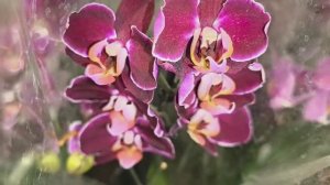 Орхидеи В Лемана, Глобусе. Много. Уценять не спешат. Никому не нужны. Жалкое зрелище. Путь - помойка