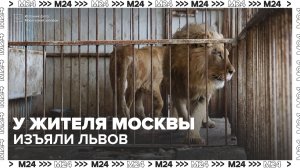 У жителя Москвы изъяли двух львов - Москва 24