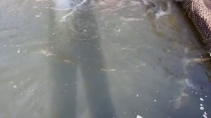 19.03.26 г. РК Волна.