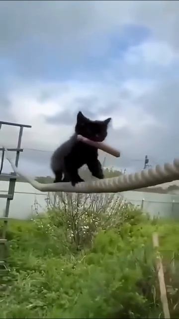 Коты акробаты 😹