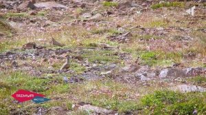 Грани туризма: джип-туры по плато Путорана