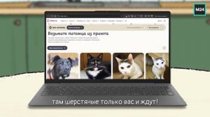 Сервис "Моспитомец" | Кот Бублик