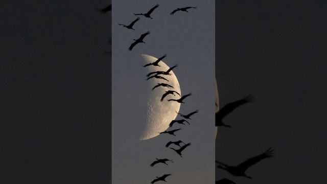 Клич журавлей