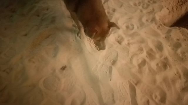 Нападения собак 1 #новость