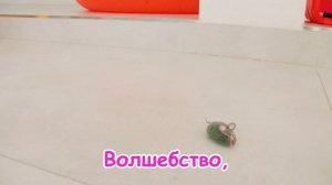 Учим насекомых — песня с Майей: сделаем их большими