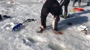 утренние поимки форели