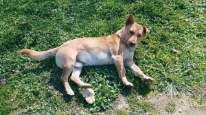 Пёс Пёс Пёс -Собачки отдыхают 2026