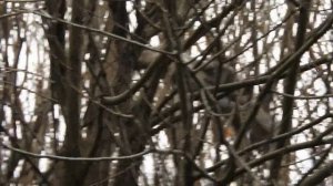 Домашний тренажёр